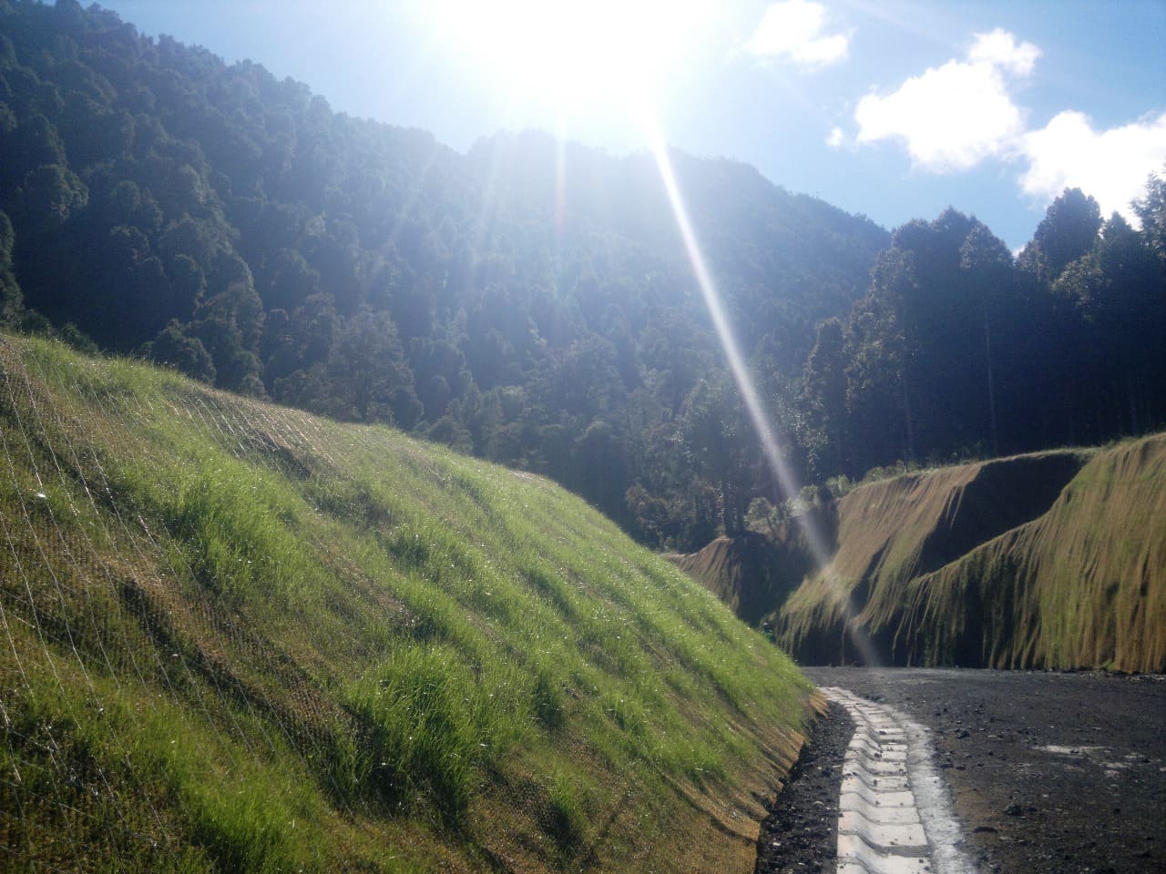 forestación en talud